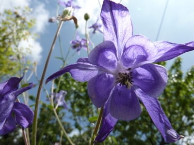 iris du jardin