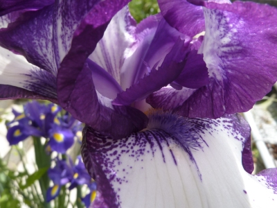 iris du jardin