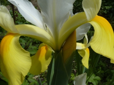 iris du jardin