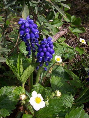 iris du jardin