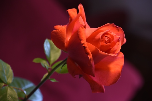 rose du jardin