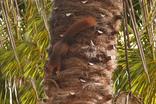 ecureuil 