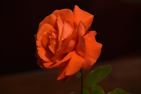 rose du jardin
