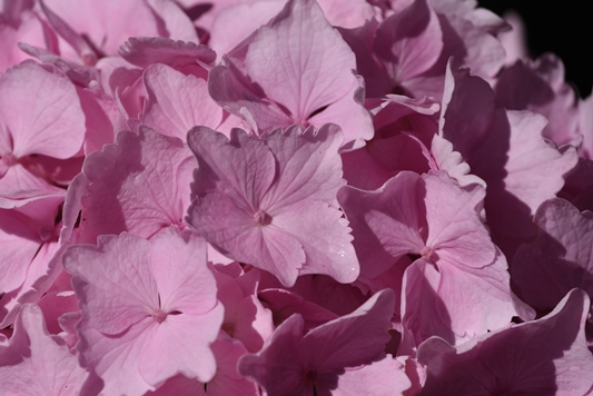 Hortensia