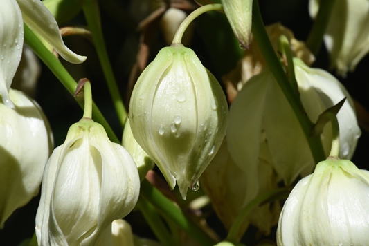 Yucca 