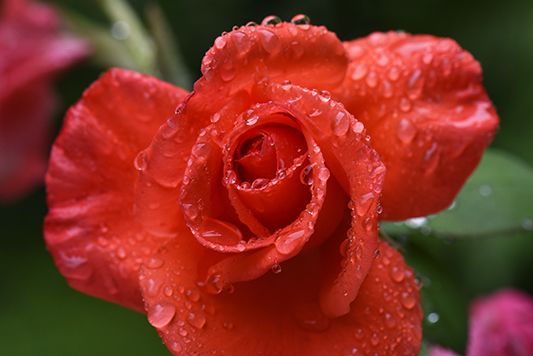 Rose du jardin