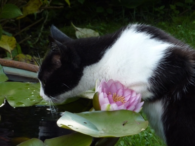 iris du jardin