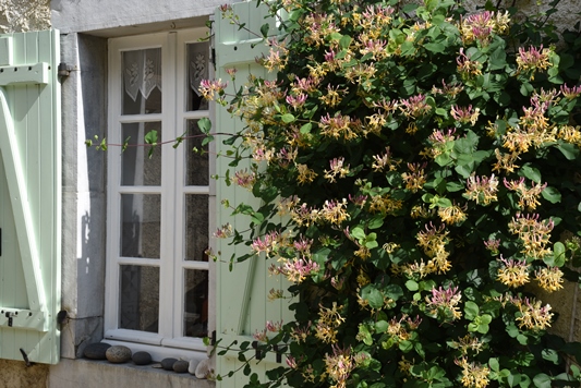 nnuphare du jardin