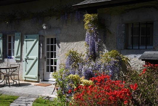 glycine du jardin