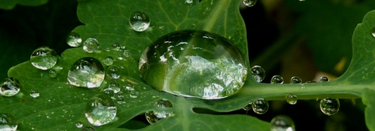 glycine du jardin