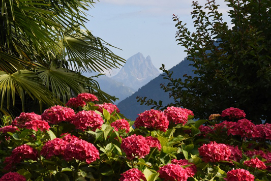 glycine du jardin
