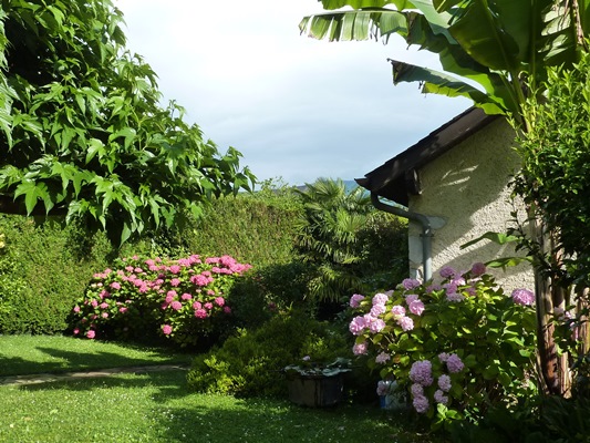 glycine du jardin