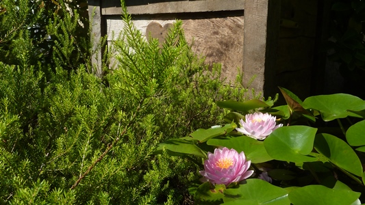 nnuphare du jardin