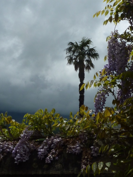 glycine du jardin