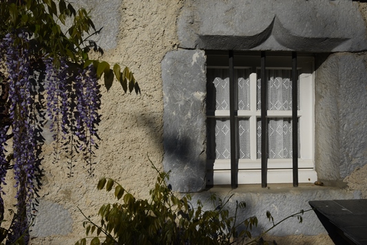 glycine du jardin